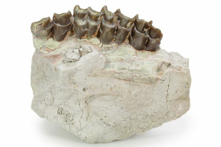 Unprepared Fossil Oreodont (Merycoidodon) Jaw - South Dakota #355978